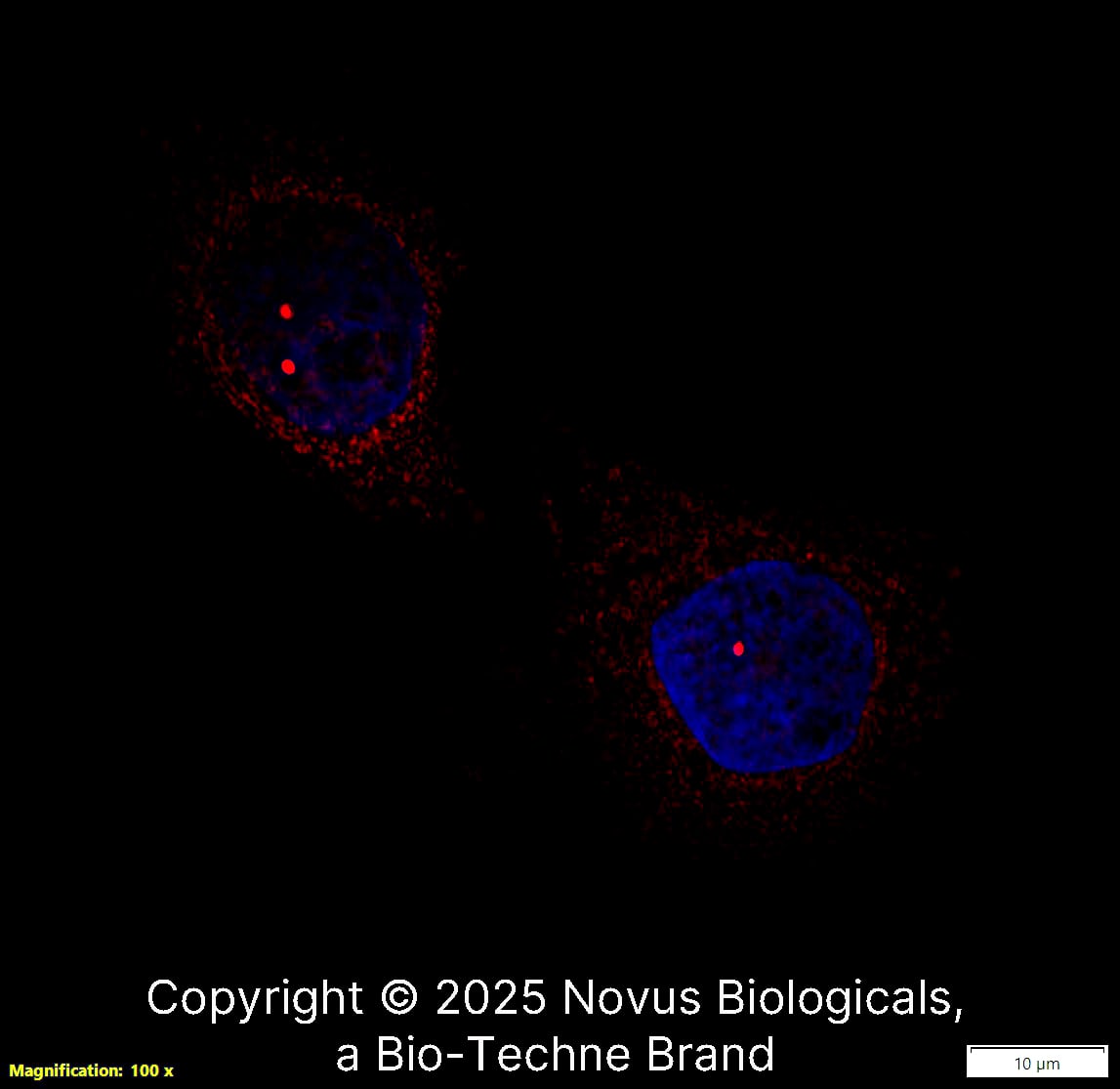 SMN Antibody (2B1) - BSA Free