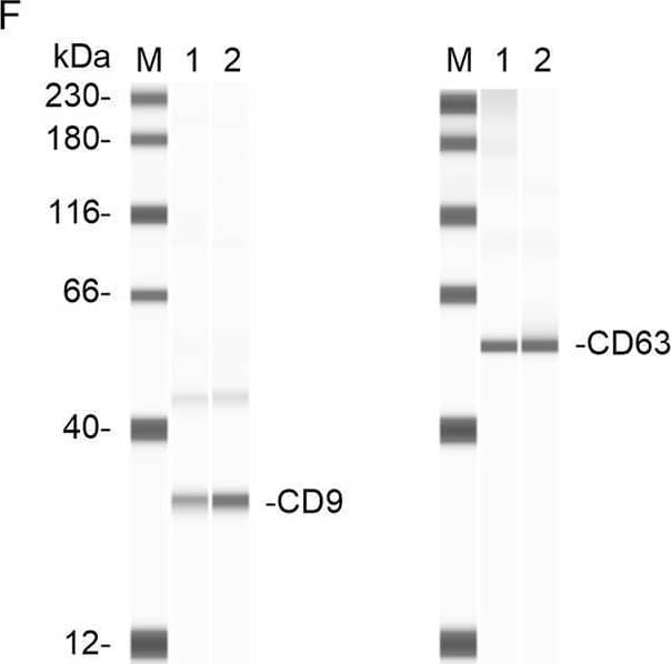 Calnexin Antibody - BSA Free Simple Western: Calnexin Antibody - BSA Free [NB100-1965]