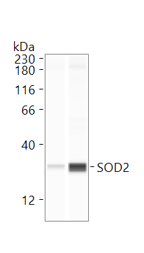 SOD2/Mn-SOD Antibody - BSA Free