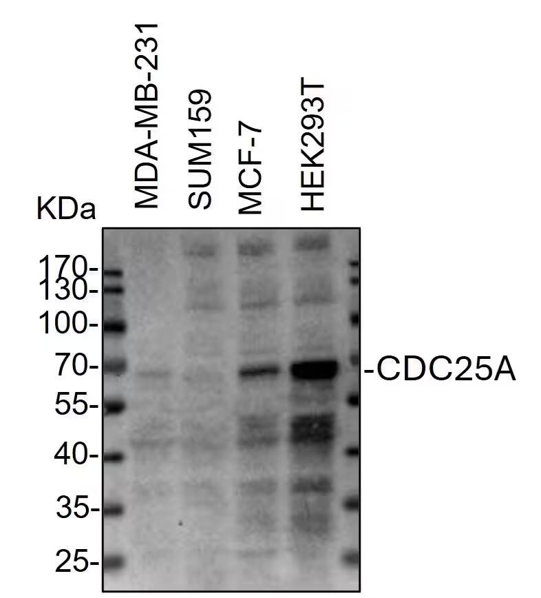 CDC25A Antibody
