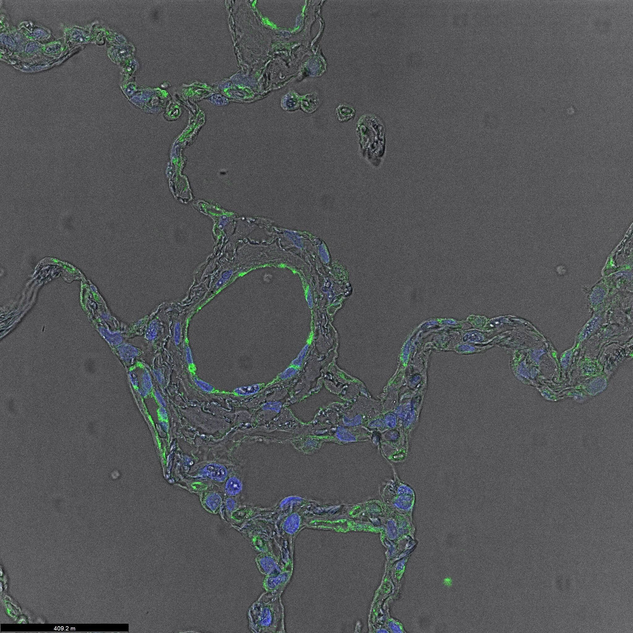 CD31/PECAM-1 Antibody
