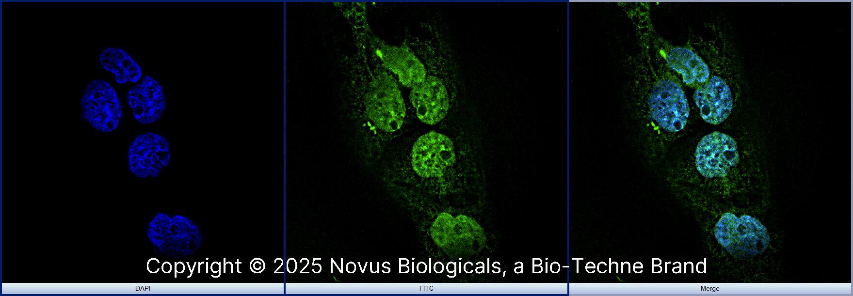 AHR Antibody - BSA Free
