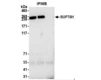Spt6 Antibody