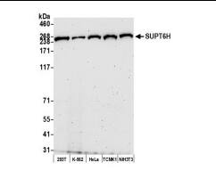 Spt6 Antibody