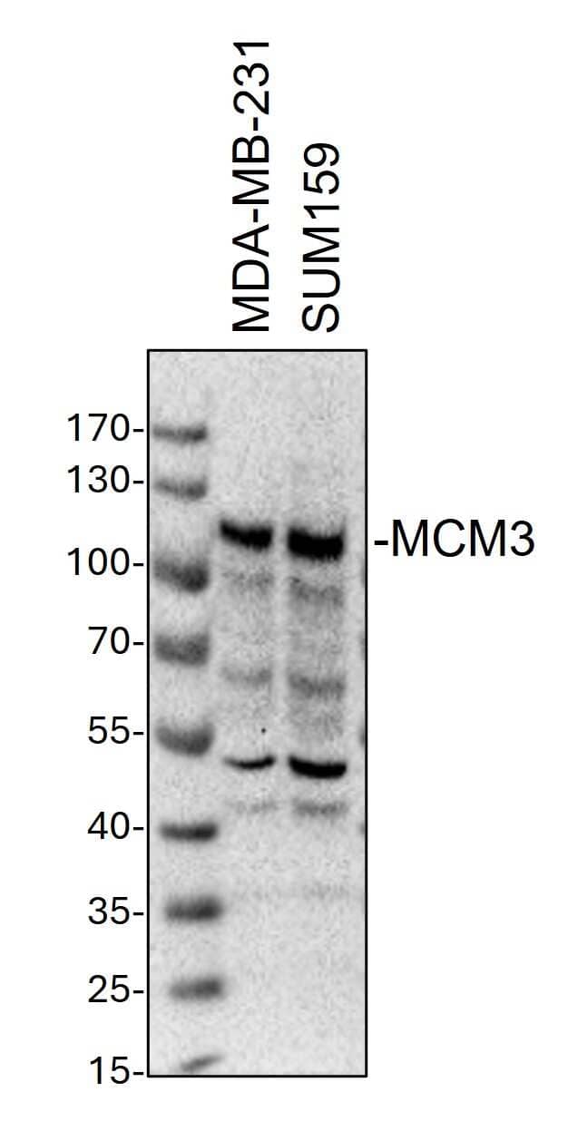 MCM3 Antibody