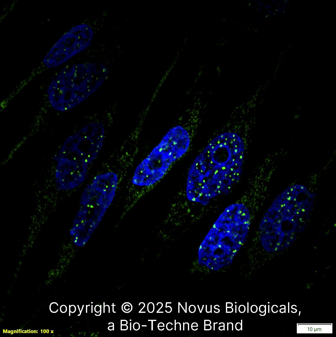 53BP1 Antibody - BSA Free