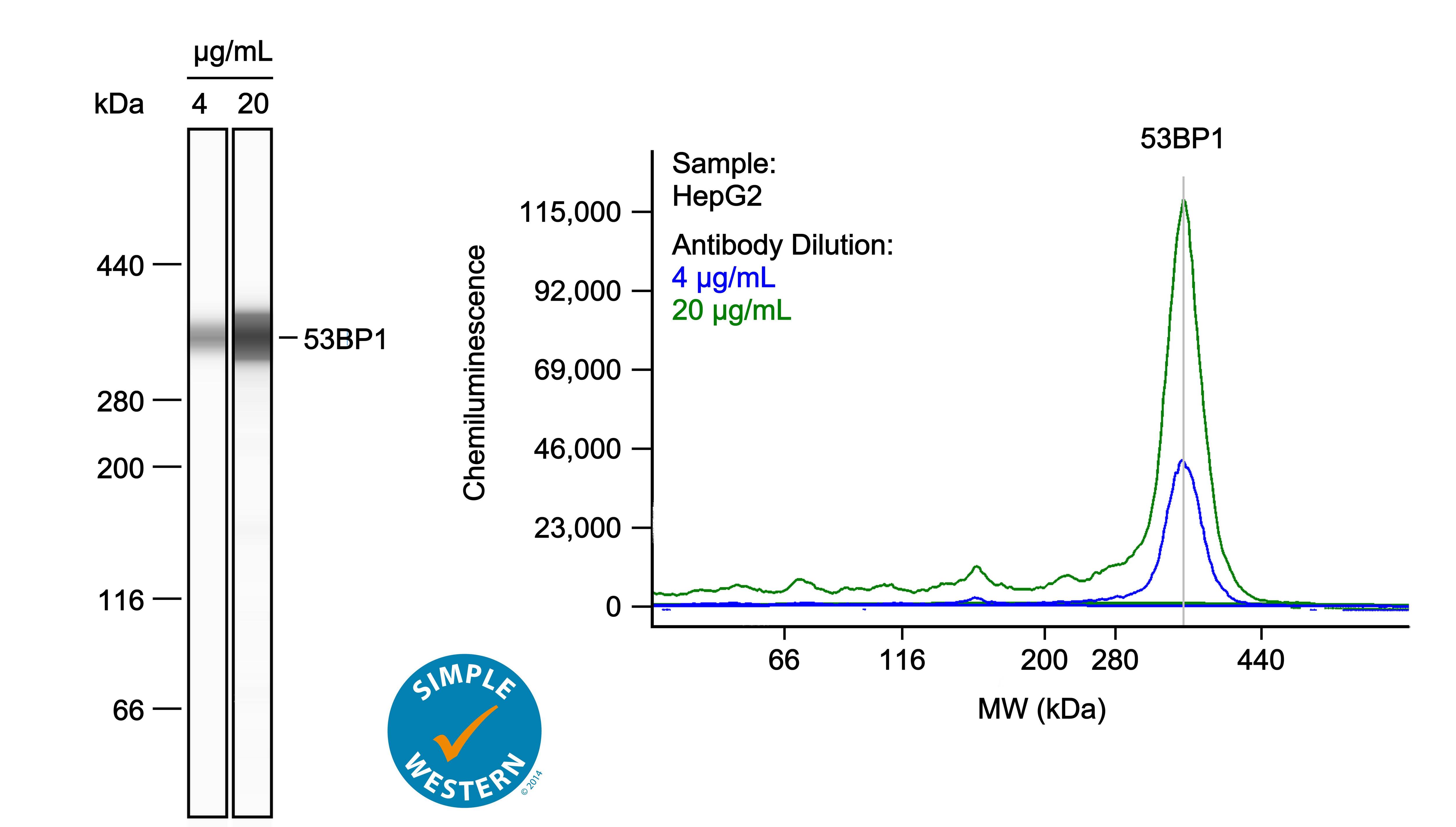 53BP1 Antibody - BSA Free