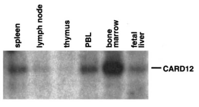 CARD12 Antibody