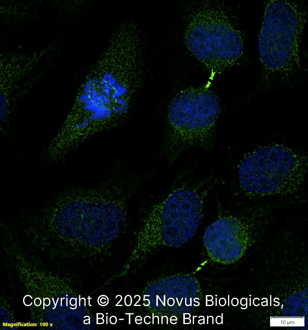 Survivin Antibody - BSA Free