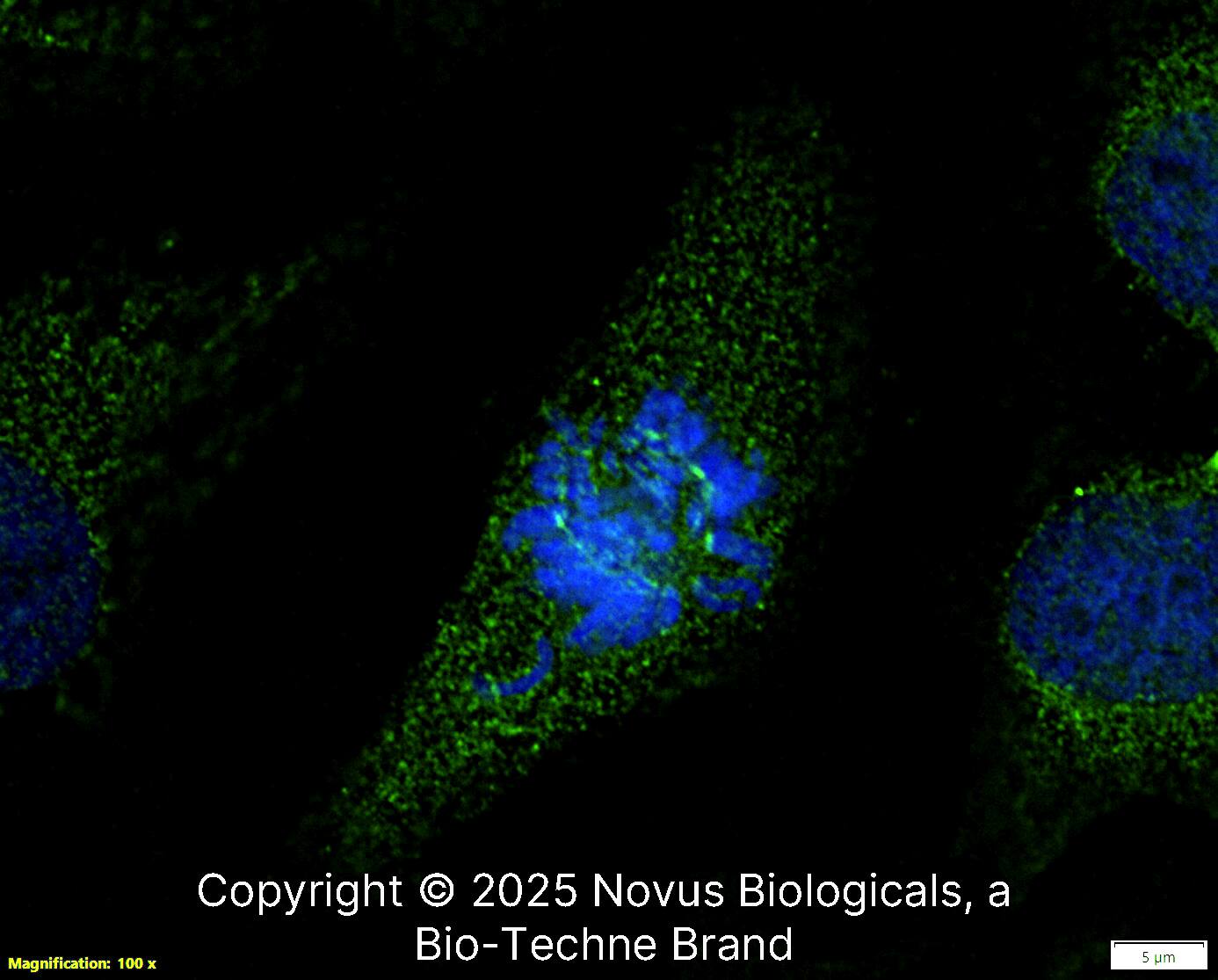 Survivin Antibody - BSA Free