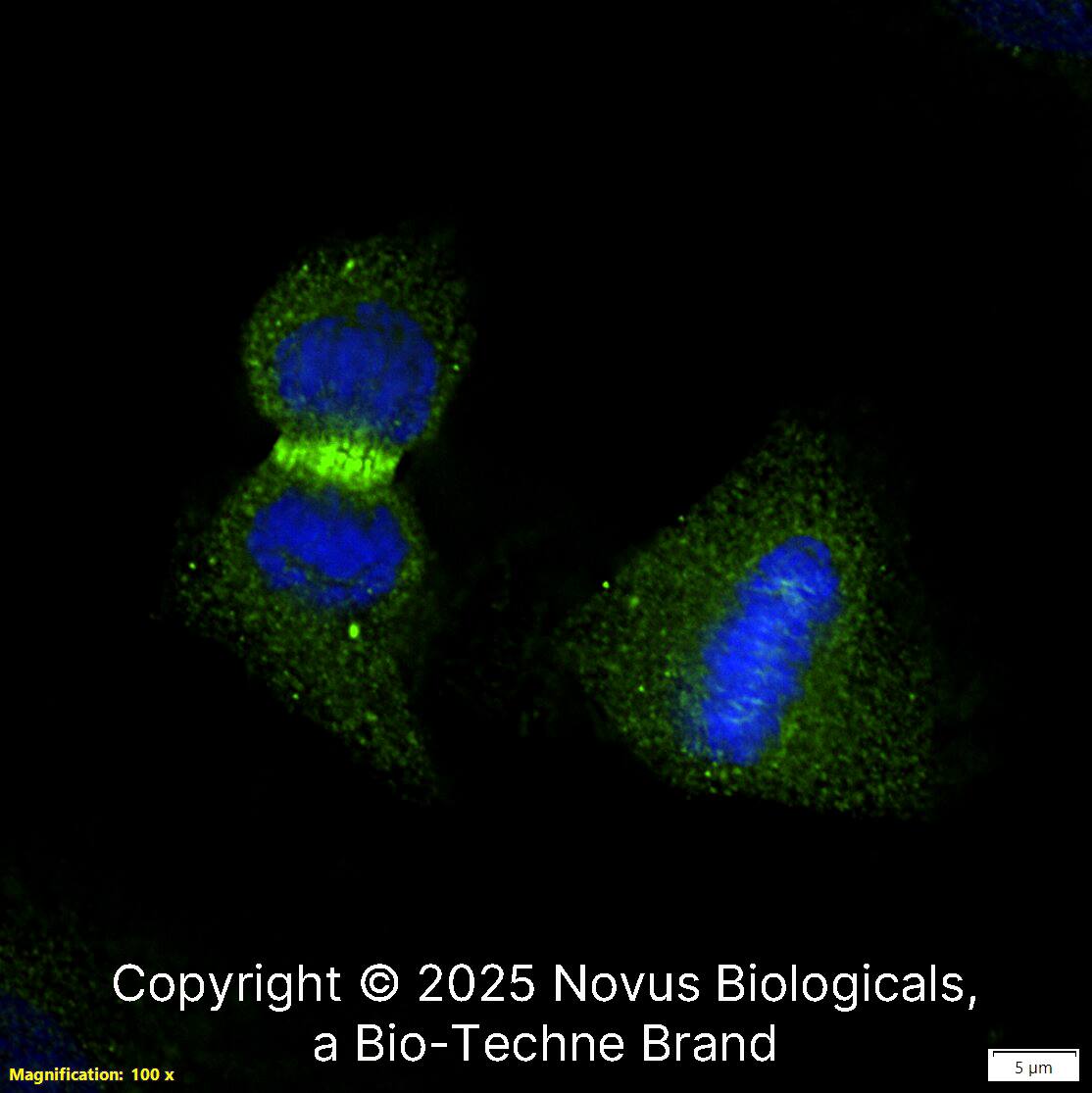 Survivin Antibody - BSA Free