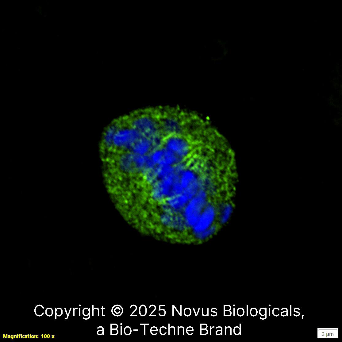 Survivin Antibody - BSA Free