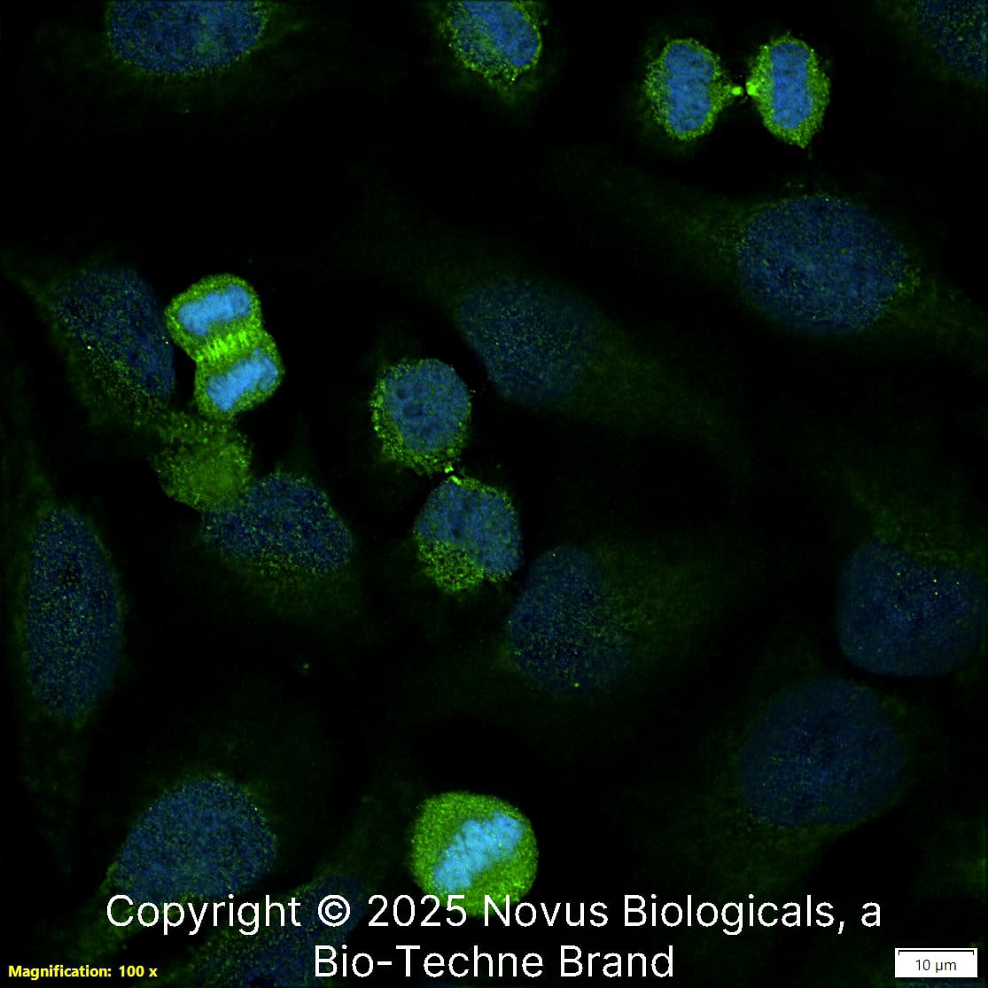 Survivin Antibody - BSA Free