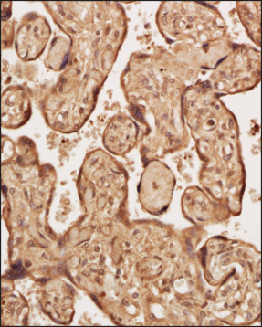 Somatostatin R5/SSTR5 Antibody - BSA Free Immunohistochemistry staining of Human Placenta