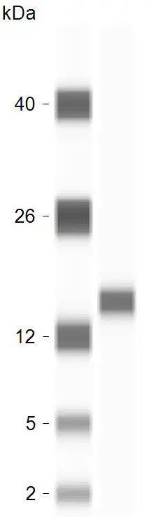 Cytochrome c Antibody (7H8.2C12) - BSA Free