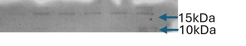 IL-17E/IL-25 Antibody (68C1039.2) - BSA Free