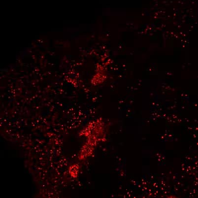 SARS Nucleocapsid Protein Antibody - BSA Free