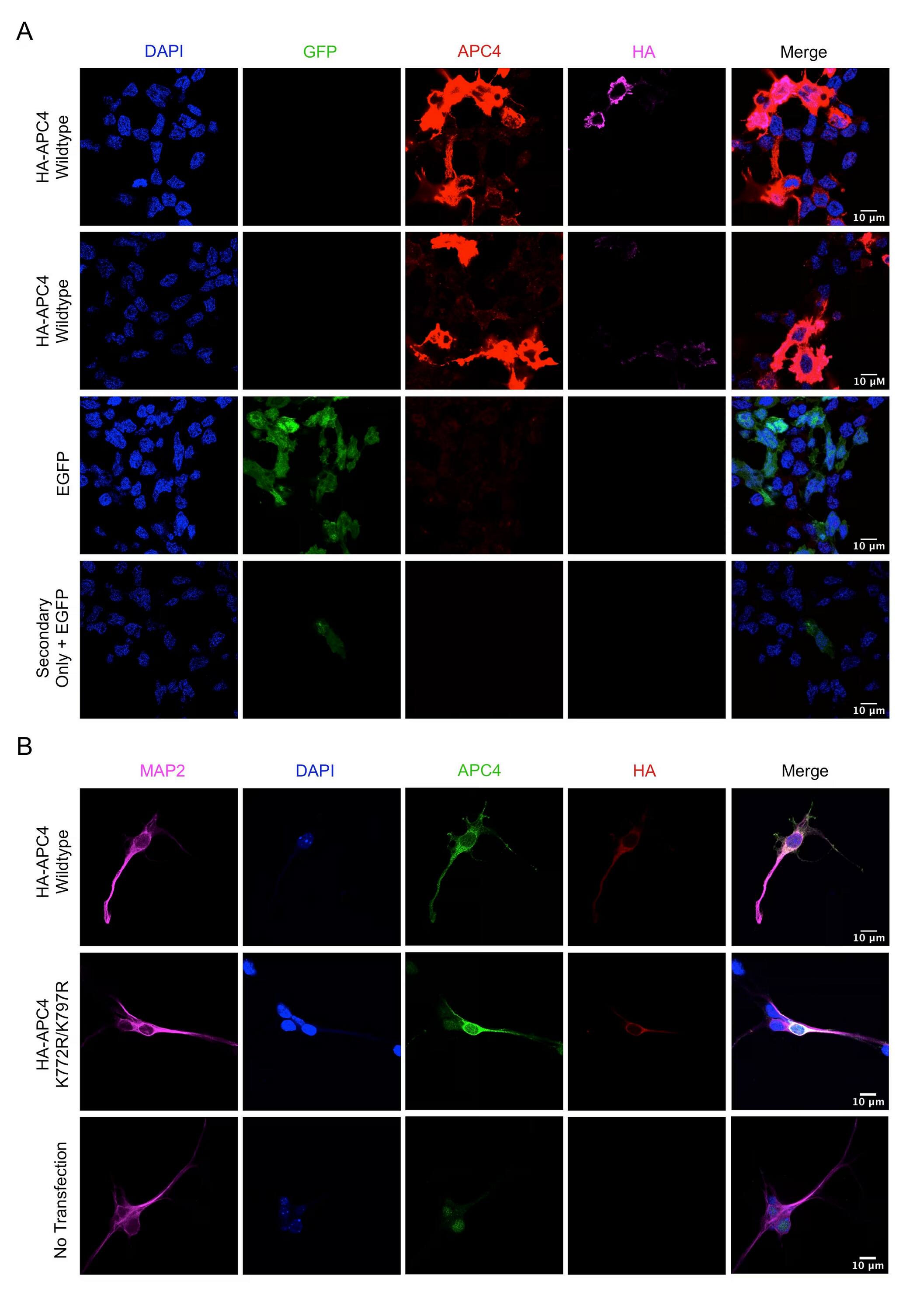 Apc4 Antibody