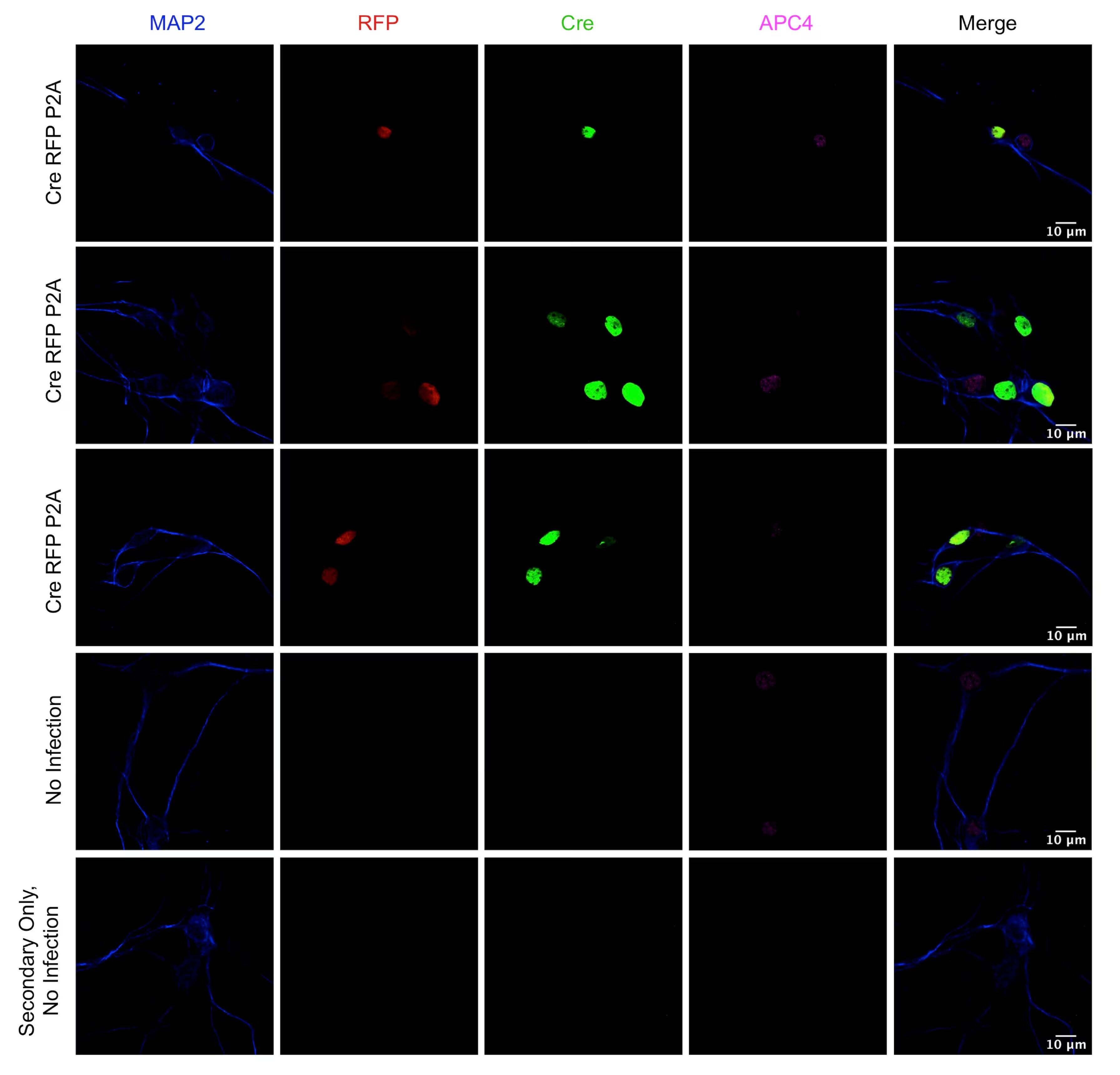 Apc4 Antibody