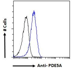 GABPB1 Antibody