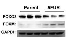 FOXO3 Antibody