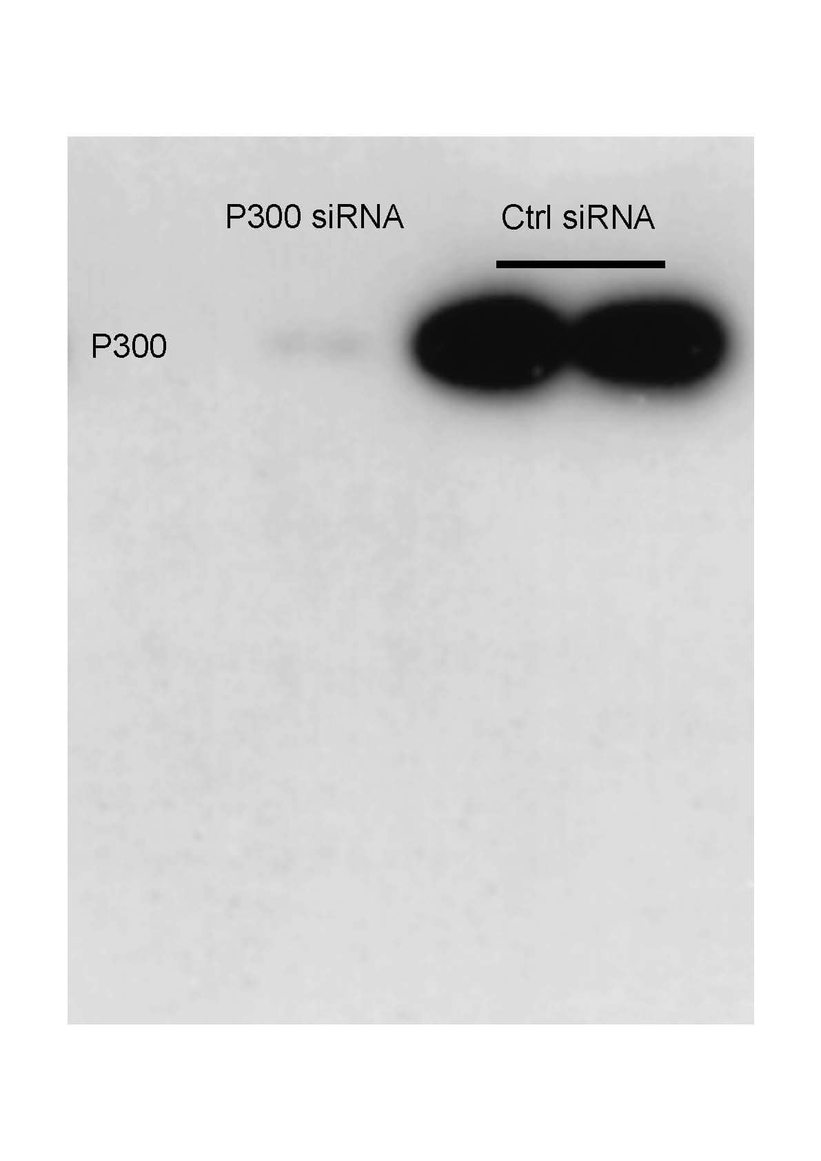KAT3B/p300 Antibody (RW105) - BSA Free