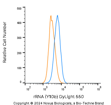 rRNA Antibody (Y10b) - BSA Free