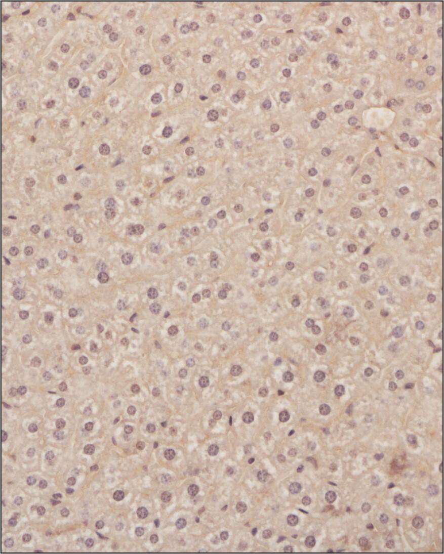 VEGF Antibody (VG1) - BSA Free Immunohistochemical Analysis of VEGF in Paraffin Embedded Mouse Liver