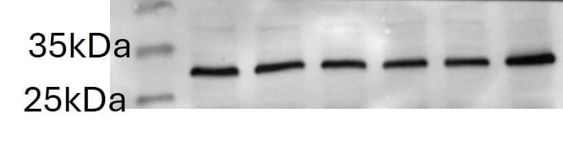 VEGF Antibody (VG1) - BSA Free
