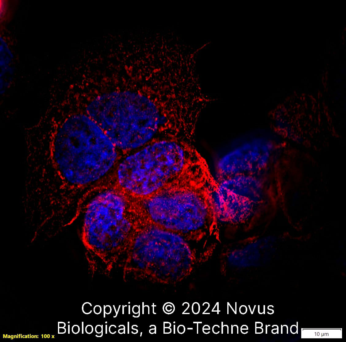 Cytokeratin 19 Antibody - BSA Free