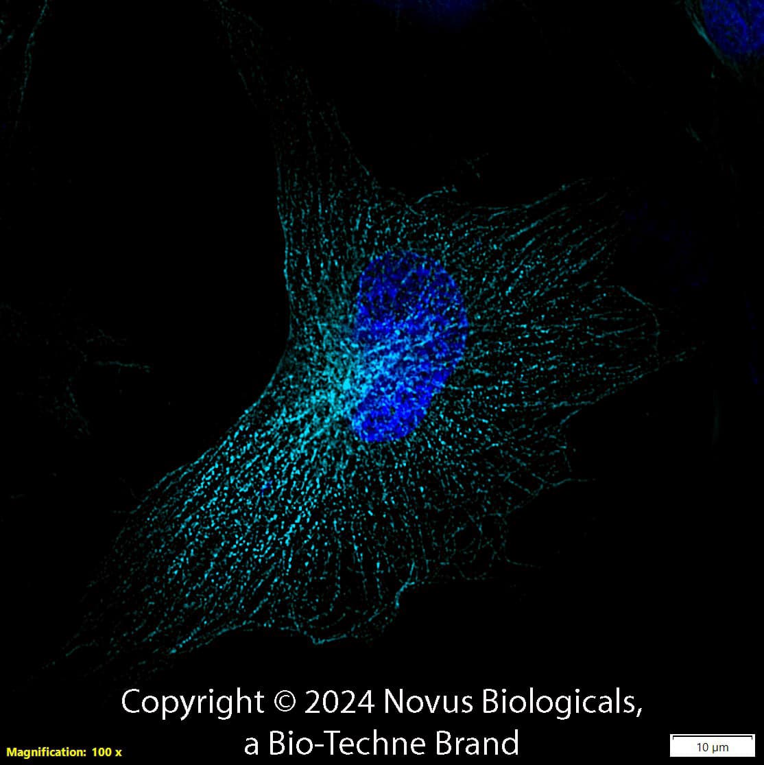 alpha Tubulin Antibody (DM1A) - BSA Free