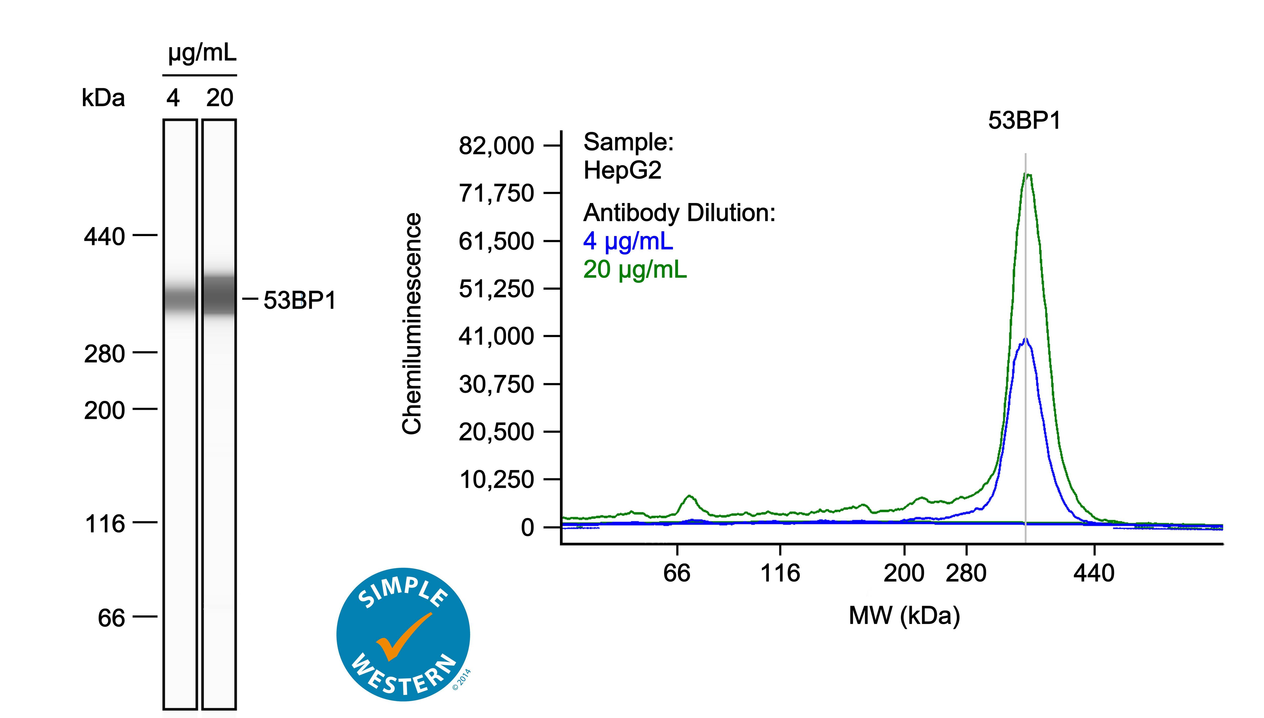53BP1 Antibody - BSA Free