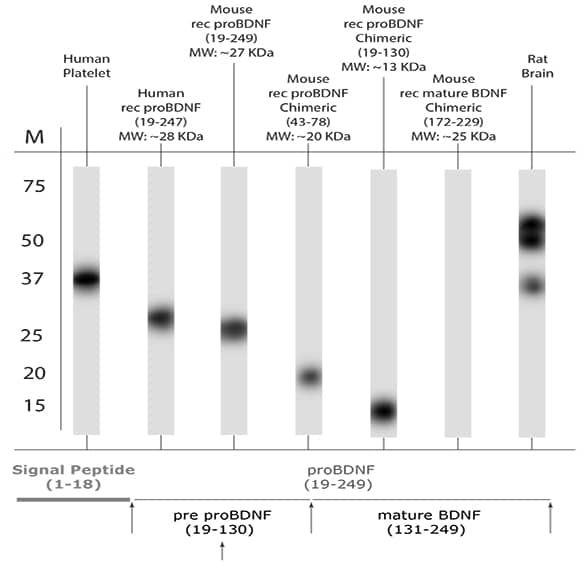 proBDNF Antibody - Azide and BSA Free Western Blot: proBDNF Antibody - Azide and BSA Free [NB100-98756]