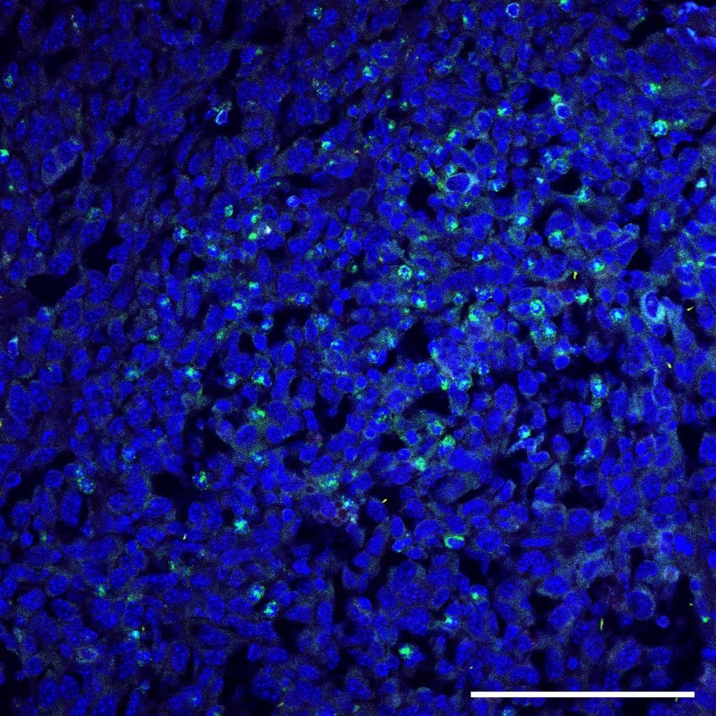 Salmonella typhimurium Antibody (1E6cc)