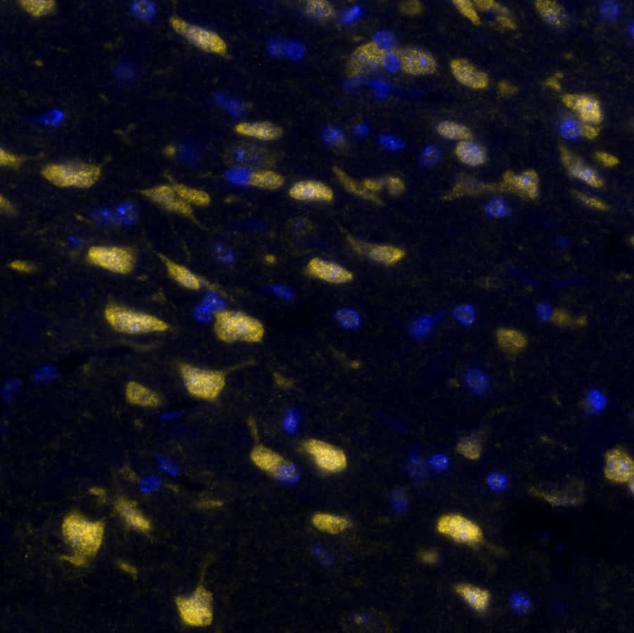 SOX2 Antibody - BSA Free Detection of SOX2 in Mouse Brain Cortex via seqIF™ staining on COMET™