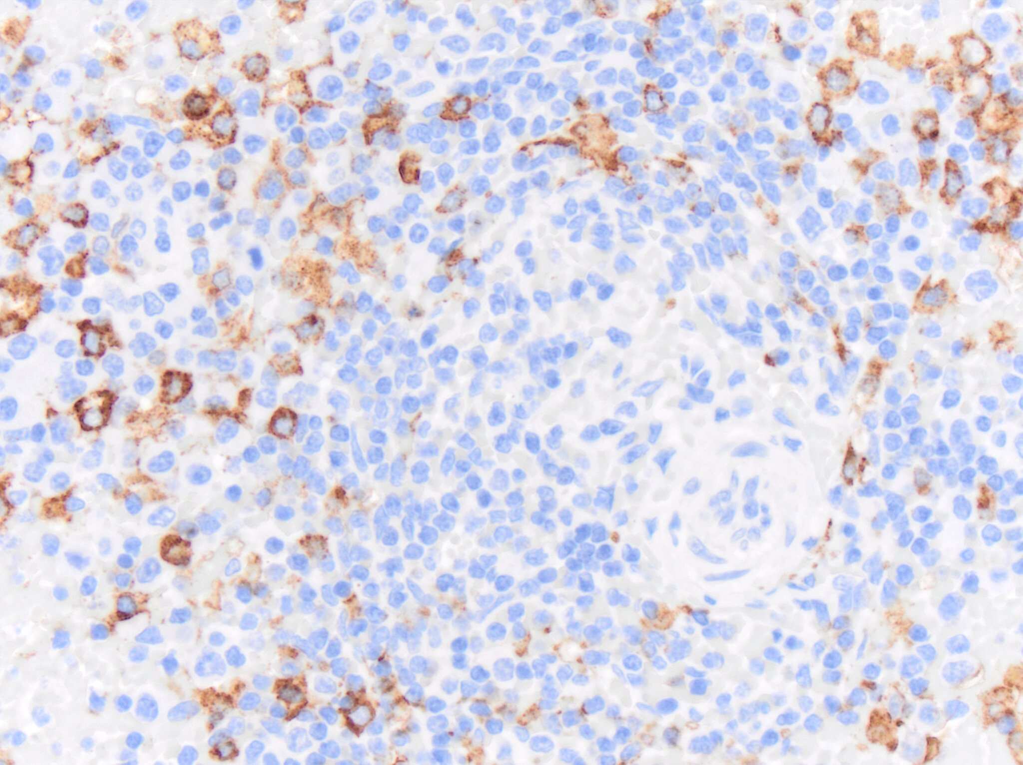 CD163 Antibody (EDHu-1) - BSA Free