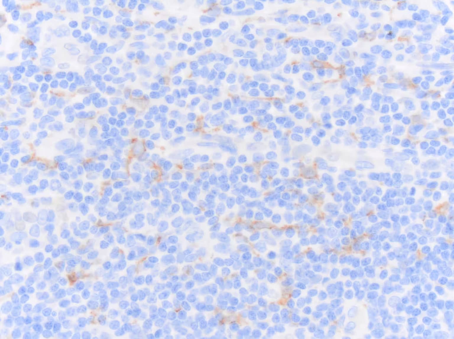CD163 Antibody (EDHu-1) - BSA Free