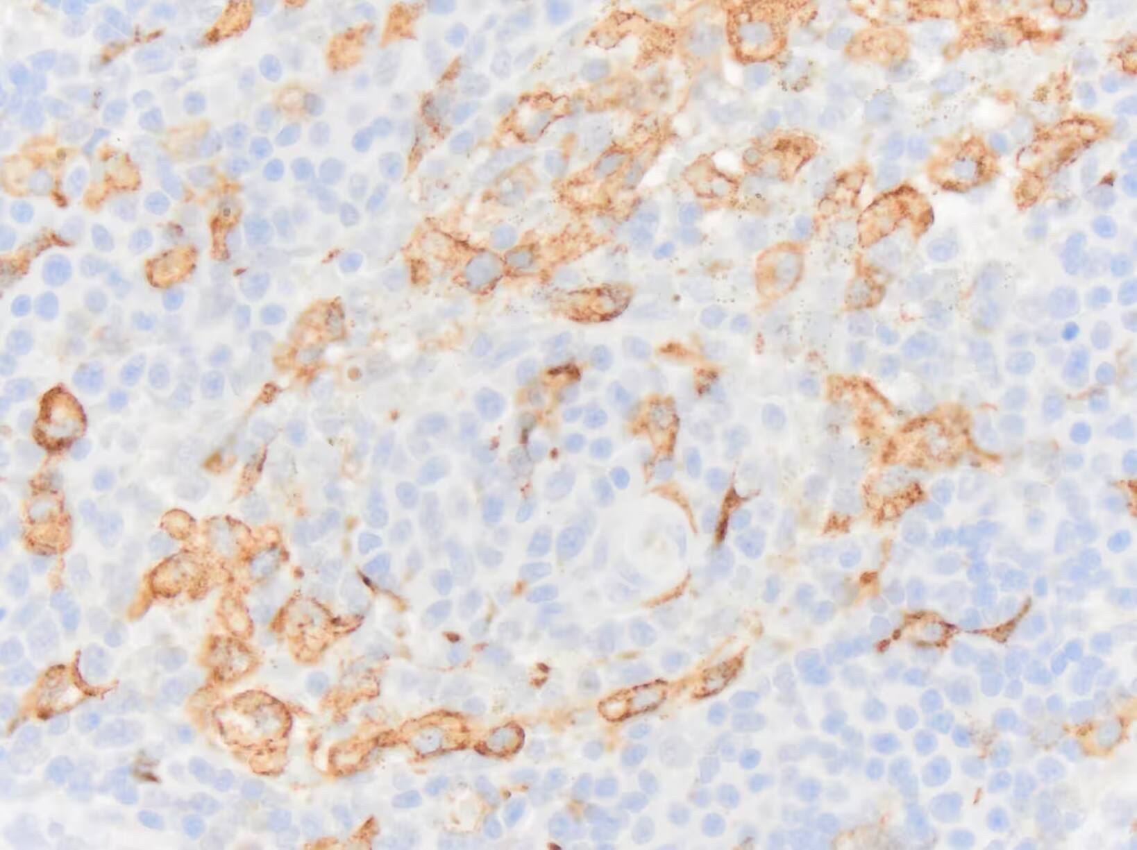 CD163 Antibody (EDHu-1) - BSA Free