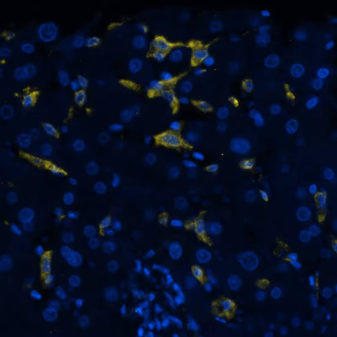 CD163 Antibody (EDHu-1) - BSA Free
