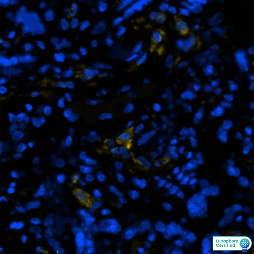 CD163 Antibody (EDHu-1)