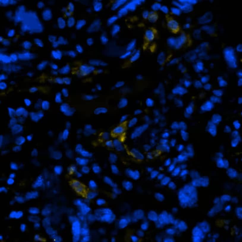 CD163 Antibody (EDHu-1)