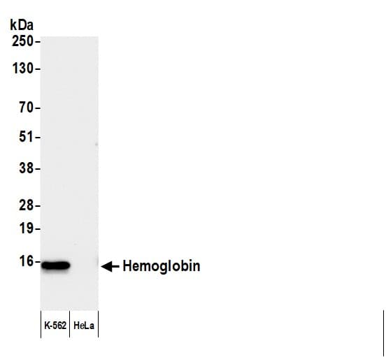 Hemoglobin alpha Antibody - BSA Free