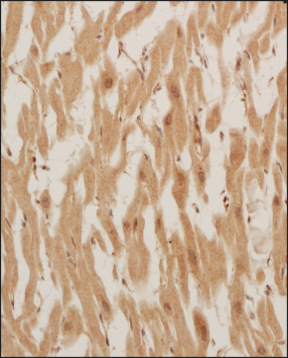 OXPAT Antibody - BSA Free Immunohistochemistry: OXPAT Antibody - BSA Free [NB110-60509]