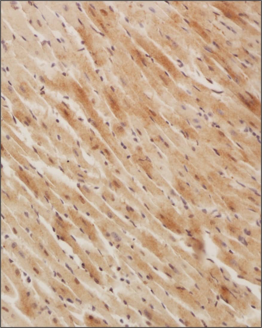 OXPAT Antibody - BSA Free Immunohistochemistry: OXPAT Antibody - BSA Free [NB110-60509]