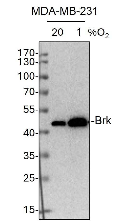 Brk Antibody (2H12B8) - BSA Free
