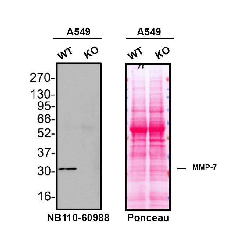 MMP-7 Antibody (MM0022-4C21) - Azide and BSA Free