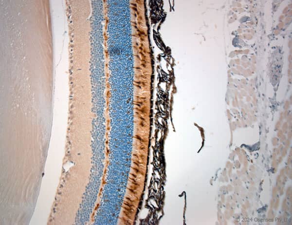 Opsin 1 (Medium Wave) Antibody