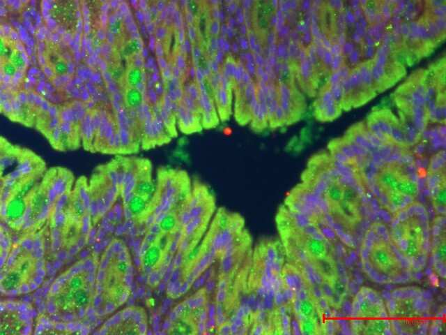 MUC2 Antibody (996/1) - BSA Free