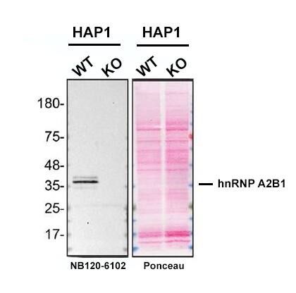 hnRNP A2B1 Antibody (DP3B3) - BSA Free