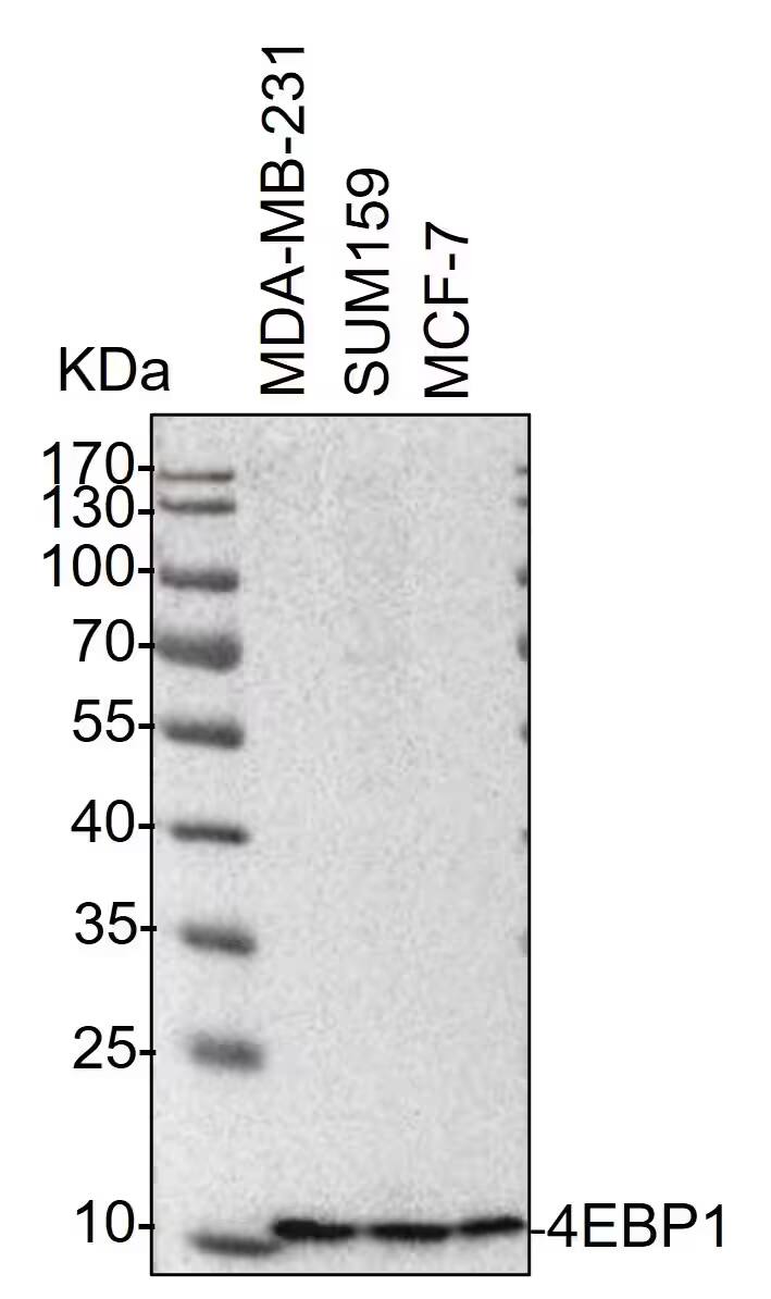 4EBP1 Antibody